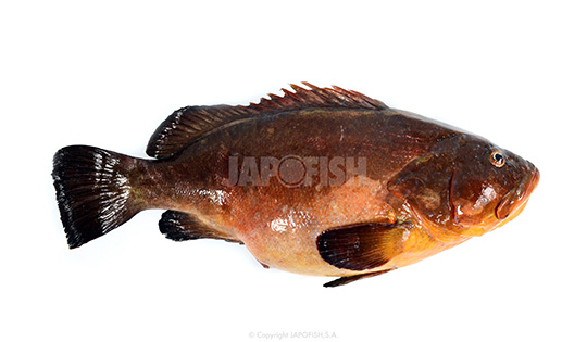 Japofish | Productos